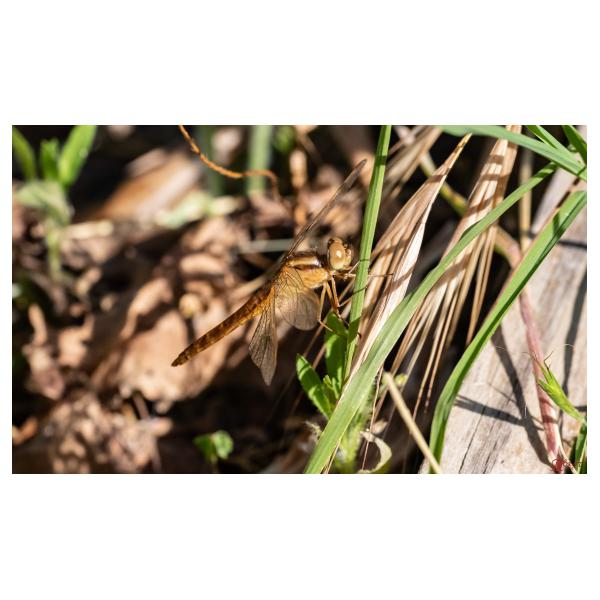 PHOTO84, CLUB, 84 , LUBERON